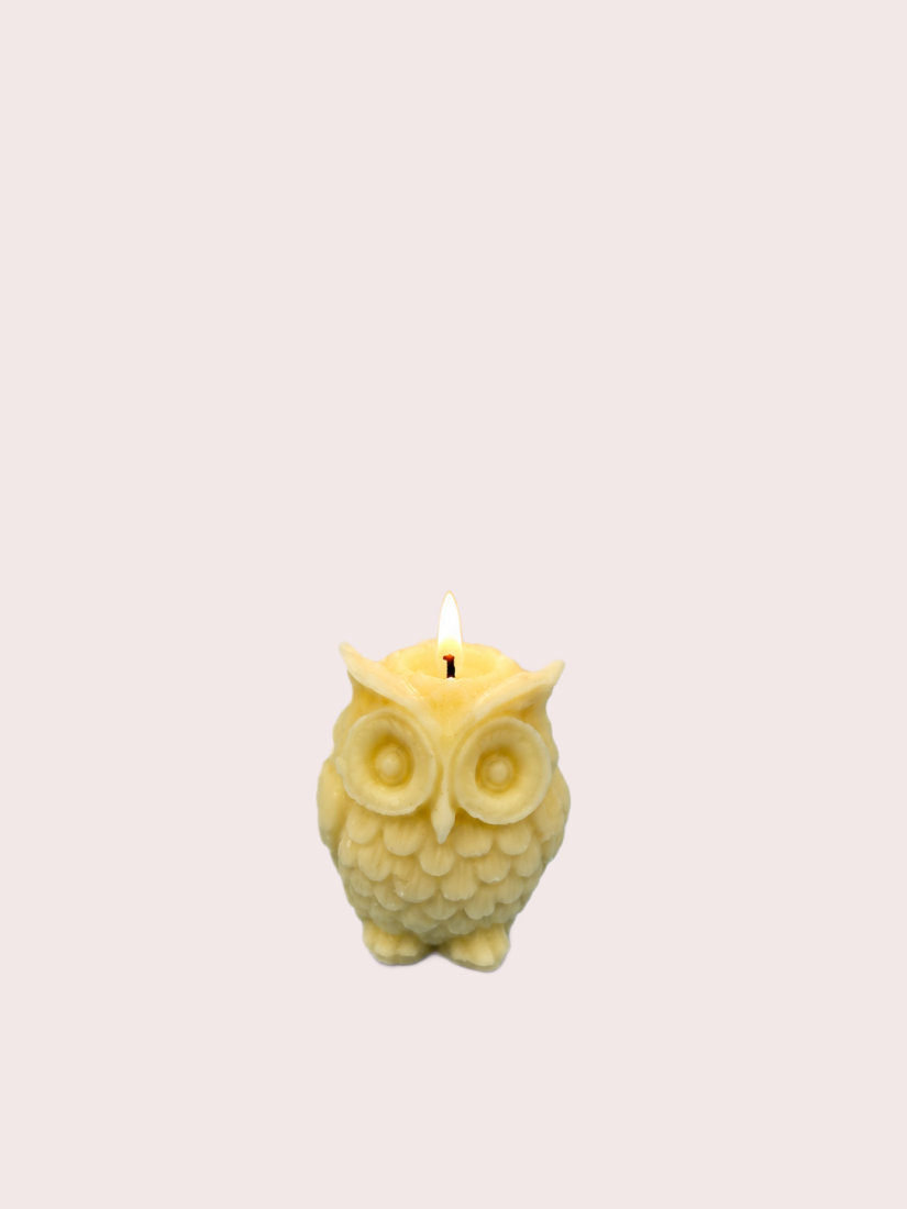 Male Owl