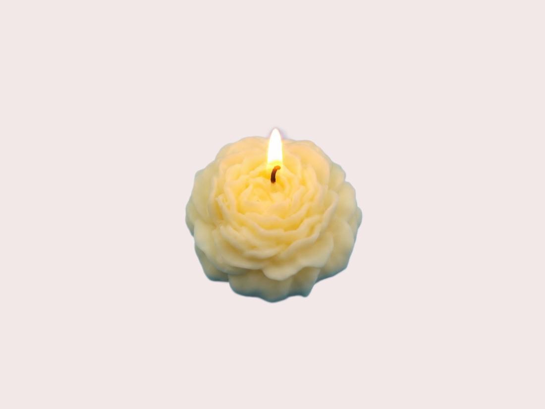 Bouton De Rose Ouvert