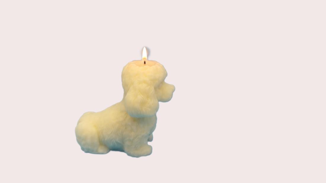 Caniche Assis