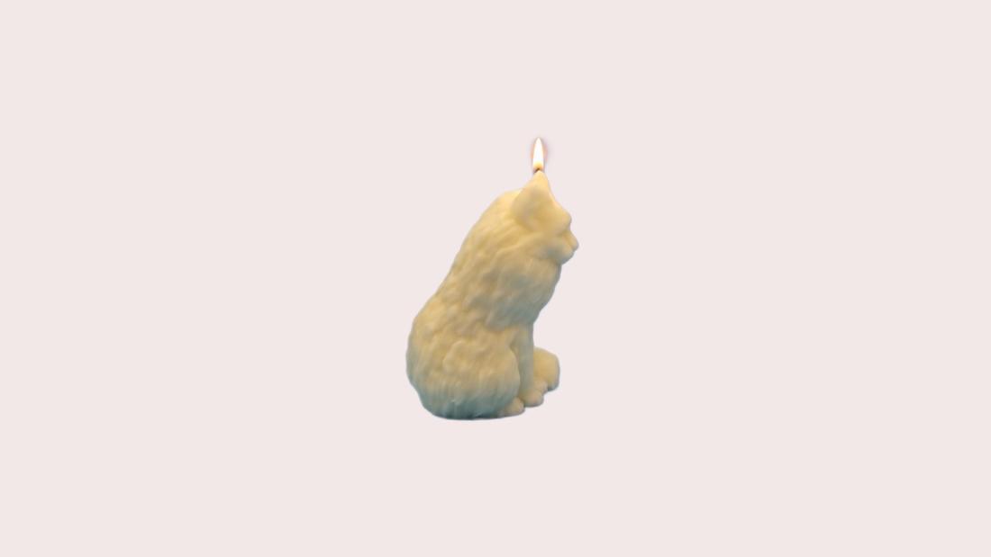 Chat Angora