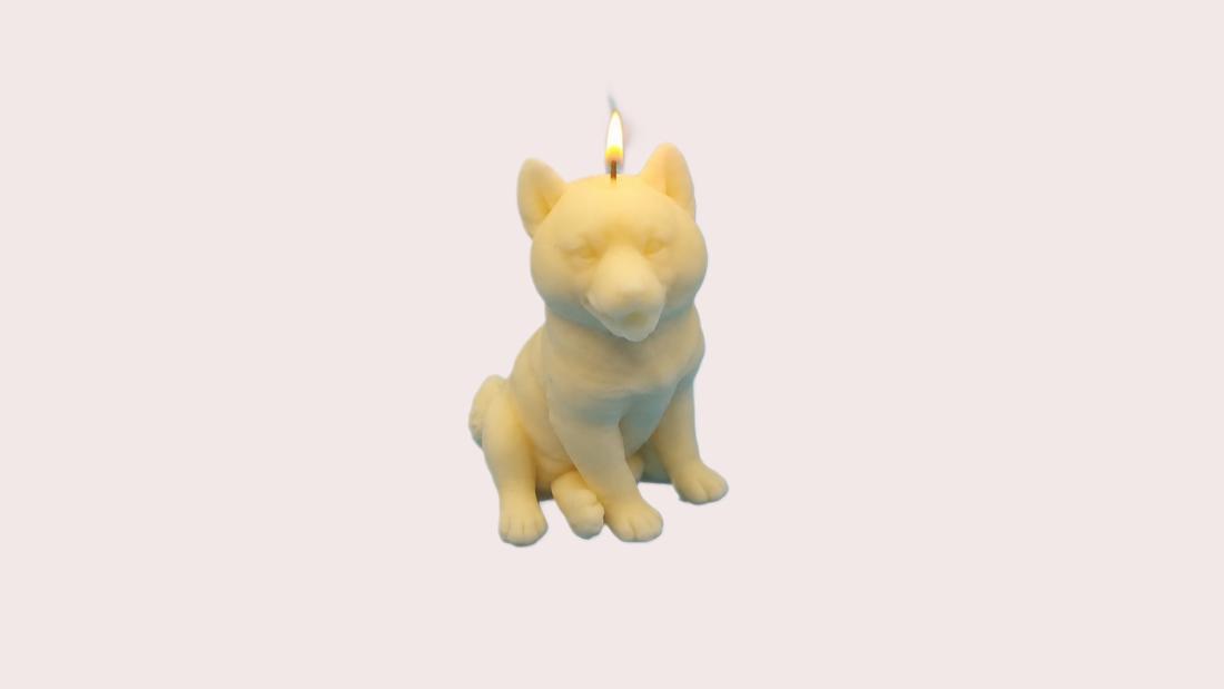 Shiba Inu