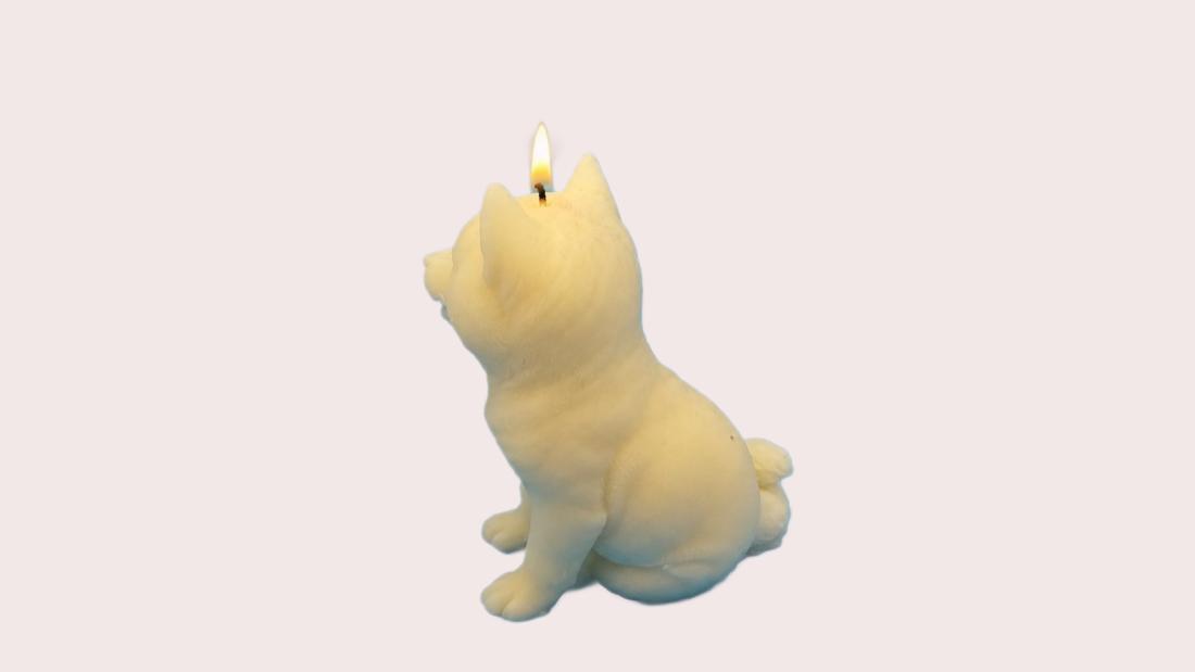 Shiba Inu